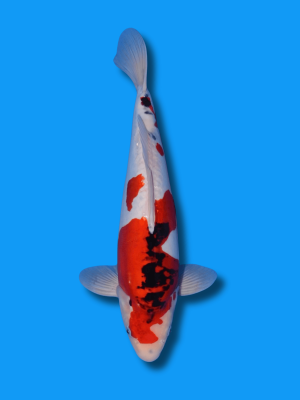 Doitsu Showa | Koi&Co.